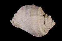 藏品(骨螺)的圖片